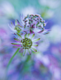 VeronikaK在 500px 上的照片Astrantia major