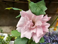 粉玫瑰