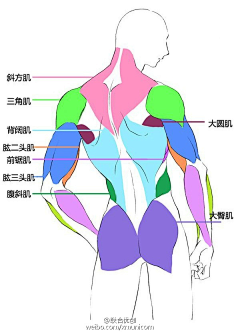 反叛怪猫采集到男 动态 肌肉