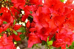五月花团锦簇