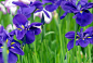 蓝紫色鸢尾花