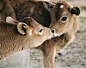 Cows Are My Favorite Animals | Cutest Paw