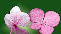 唯美自然鲜花合集电脑屏幕桌面壁纸1