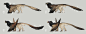 Griffin