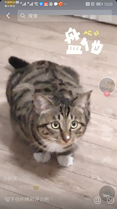 8DgjJELe采集到猫咪