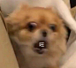 .祝你在接下来的日子：旺旺旺​​​