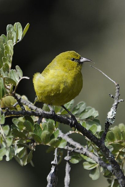 雀形目燕雀科夏威夷绿雀属夏威夷绿雀