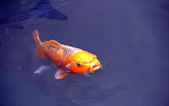 富贵鲤鱼写真24寸宽屏高清桌面壁纸下载桌面壁纸4