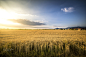 Summer Cornfield by Viktor Georgiev on 500px