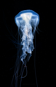 画画的九彩鱼采集到海洋生物