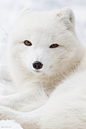 Arctic Fox | Flickr - Photo Sharing!