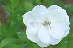 玫瑰,仅一朵花,白色,可爱的,法定假日,事件,贺卡,纯净,边框,浪漫