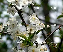 花 盛开 开花的树 罐 花壁纸 一颗树 开花 春暖花开 花卉背景