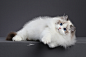 布偶猫摄影宠物摄影AMYWORKS赛猫摄影 - 原创作品 -  