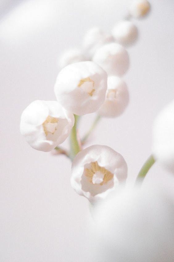 White Bloom  White B...