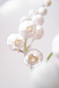 White Bloom  White Bloom  The post White Bloom appeared first on Ideas Flowers.