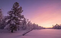雪中的大树高清桌面壁纸