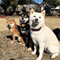 住在日本千叶县的hio和maa养了三只柴犬，黑柴叫ibuki，黄柴叫hazuki，白柴叫saki。集齐黑柴、白柴、黄柴，可以召唤神龙了。
