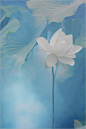 荷花之美  