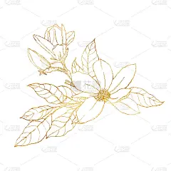 水彩金卡与线条艺术木兰。手绘花卉插图与花，枝，叶和芽孤立在白色的背景。适用于弹簧设计、印花、织物或背
