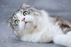森林里的猫采集到猫