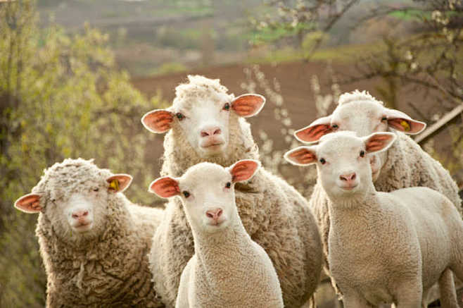 农场里的一群绵羊-macw图库素材