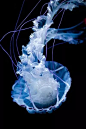 藏在深海里的外星人_水母 : 僧帽水母是最容易被小瞧的剧毒水母，因为它们的形态和我们映像中的水母不太一样。 温和又毒量微弱就会受欺负，海月水母的食物是海洋微生物，但它同时是翻车鱼、棱皮龟和海鸟的食物，甚至一些寄生虫也会攻击海月水…
