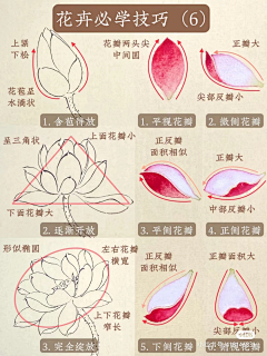 芊芊媛采集到手绘