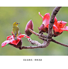 金宝宝采集到花蝶