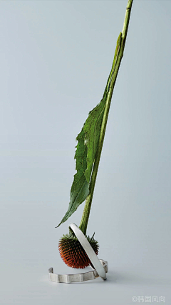 每天都吃茶叶蛋采集到素材(花草)