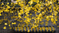 【六脉股权网】一夜知秋，银杏叶黄！每年初冬的时候，这株古树都像身披金甲圣衣，风一过，满地金黄，甚至惊艳。