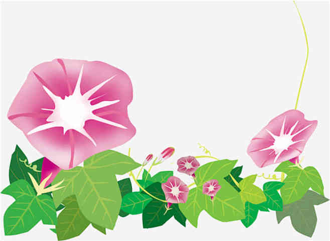 粉色牵牛花