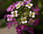 香雪球，别名:庭芥、小白花、玉蝶球，拉丁文名:Lobularia maritima.十字花科、香雪球属植物，多年生草本，基部木质化，但栽培的不论当年生或隔年生均不木质化，高10-40厘米全珠被"丁"字毛，毛带银灰色。茎自基部向上分枝，常呈密丛。叶条形或披针形，原产地中海沿岸。喜冷凉，忌炎热，要求昭光充足，稍耐阴，宜疏松土壤，忌涝，较耐干旱瘠薄。香雪球株矮而多分枝，花开一片白色，并散发阵阵清香，引来大量蜜蜂，是布置岩石园的优良花卉，也是花坛、花境的优良镶边材料，盆栽观赏也很好。香雪球匍匐