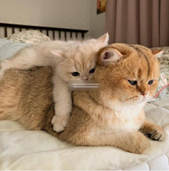 不再改改了吗采集到❤喵星人