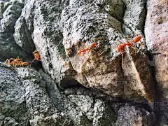 蚂蚁华为智能手机特写库存照片