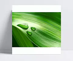 水滴苇叶|水滴,苇叶,芦苇,水珠,高清,图片,..,背景