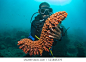 10+ Free Sea Cucumber & Sushi Images - Pixabay