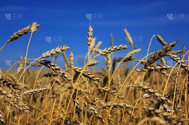 麦田。谷粒的成熟小穗。蓝色的天空背景。农...