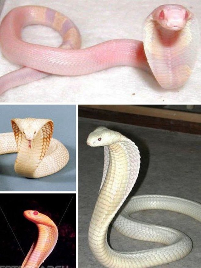白化格子蛇图片