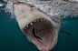 惊悚！近拍鲨鱼罕见血盆大口的“微笑”_新闻_腾讯网
