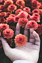 beautiful-bloom-blooming-1717306