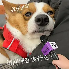 狗狗表情包