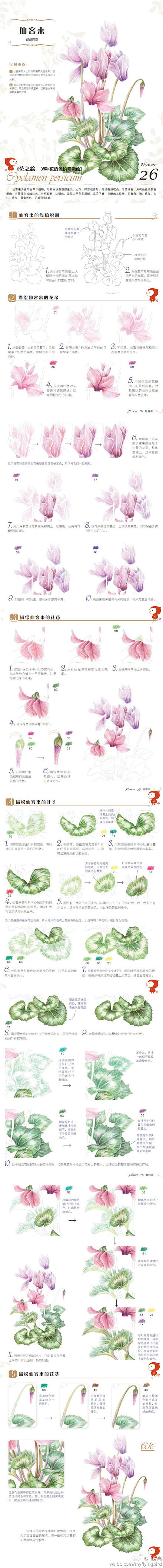 #每日涂鸦#“花之绘”--美丽仙客来植物...