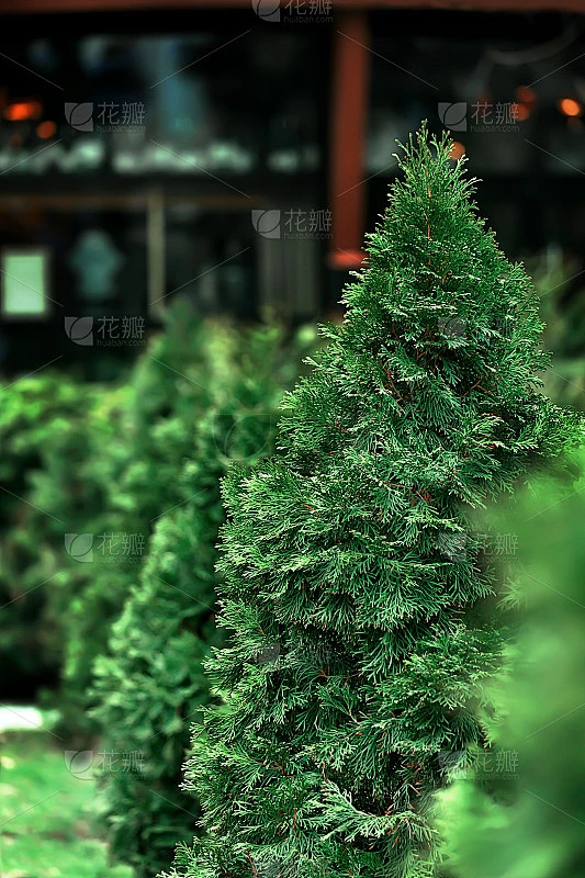 城市景观中的常绿针叶林植物。日本柏树(桦柏树)或日本桧树枝，圣诞常绿背景。柏树的花园。圣诞贺卡。松柏素材-花瓣网