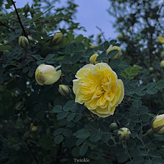 泡面吖泡面采集到花花