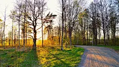 清晨的树木森林图片-风景壁纸-高清风景图片-第3图-娟娟壁纸