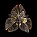 Mimesis: Blooms of Insect Wings by Photographer Seb Janiak : Paris-based photographer Seb Janiak creates incredible collages depicting the wings of different insects as flower petals in bloom, for his ongoing project entitled &quot;Mimesis&quot;.

&quot;J