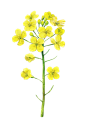 手绘春季春天鲜花油菜花免抠_PNG：