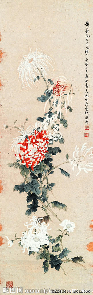 菊花