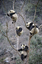 一颗长满熊猫的树。